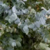 Baby Blue Eucalyptus Plant Live Houseplant, 2.5 inch Pot, Silver Blue, Fragrant Foliage