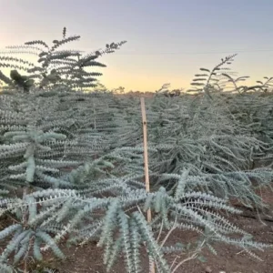 Baby Blue Eucalyptus Plant Live Houseplant, 2.5 inch Pot, Silver Blue, Fragrant Foliage