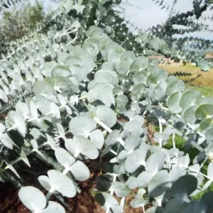 Baby Blue Eucalyptus Plant Live Houseplant, 2.5 inch Pot, Silver Blue, Fragrant Foliage