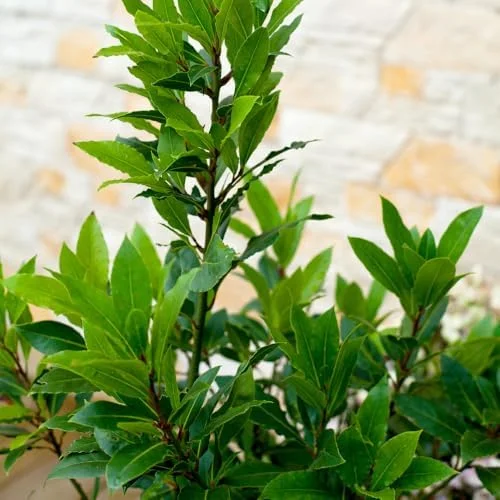 Bay Leaf Laurel Tree Sweet Bay Plant Laurus Nobilis 8-10 Inches Green Herb