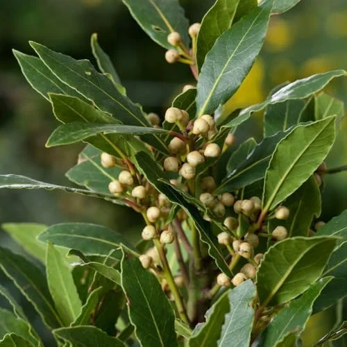 Bay Leaf Laurel Tree Sweet Bay Plant Laurus Nobilis 8-10 Inches Green Herb