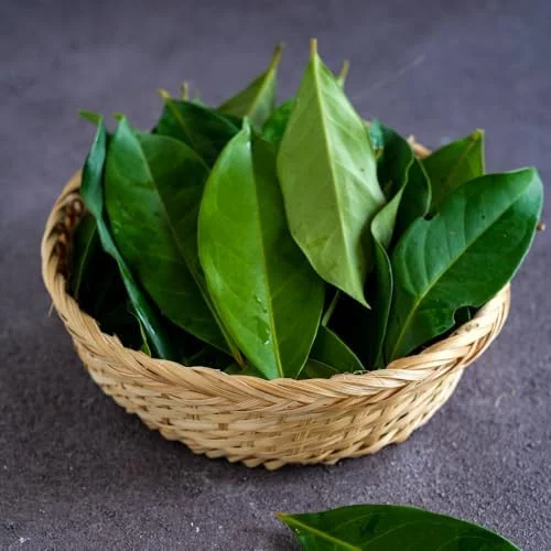 Bay Leaf Laurel Tree Sweet Bay Plant Laurus Nobilis 8-10 Inches Green Herb