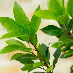 Bay Leaf Laurel Tree Sweet Bay Plant Laurus Nobilis 8-10 Inches Green Herb