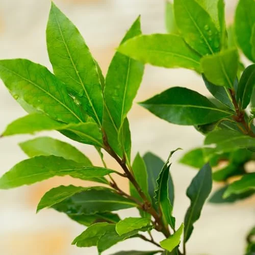Bay Leaf Laurel Tree Sweet Bay Plant Laurus Nobilis 8-10 Inches Green Herb
