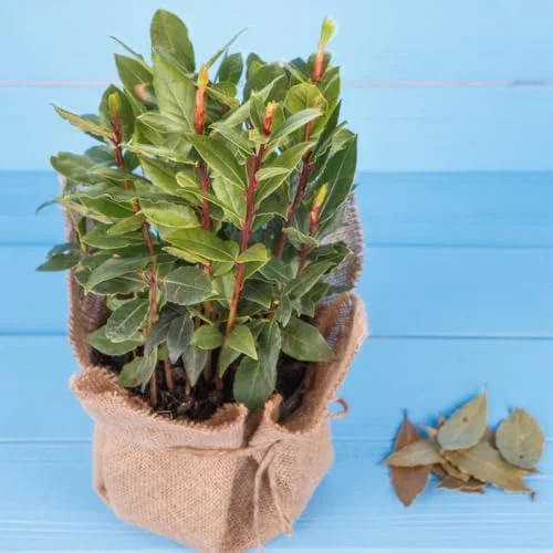 Bay Leaf Laurel Tree Sweet Bay Plant Laurus Nobilis 8-10 Inches Green Herb