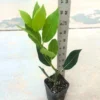Bay Leaf Live Plant 8-12 inch Sweet Bay Laurel Laurus Nobilis Herb Tree for Indoor Outdoor Growing