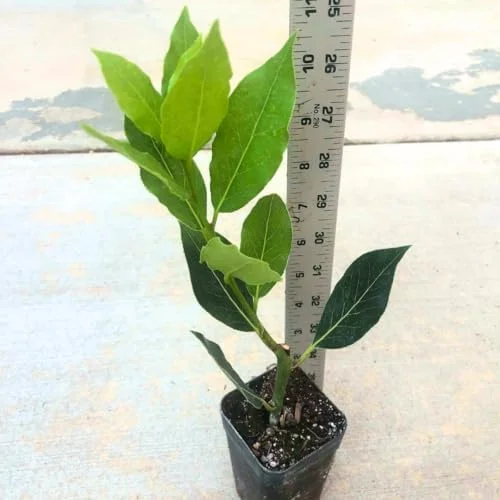 Bay Leaf Live Plant 8-12 inch Sweet Bay Laurel Laurus Nobilis Herb Tree for Indoor Outdoor Growing