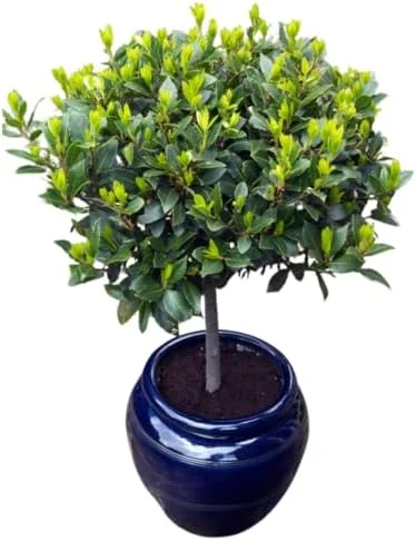 Bay Leaf Live Plant 8-12 inch Sweet Bay Laurel Laurus Nobilis Herb Tree for Indoor Outdoor Growing