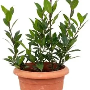 Bay Leaf Live Plant 8-12 inch Sweet Bay Laurel Laurus Nobilis Herb Tree for Indoor Outdoor Growing