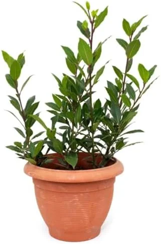 Bay Leaf Live Plant 8-12 inch Sweet Bay Laurel Laurus Nobilis Herb Tree for Indoor Outdoor Growing