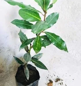 Bay Leaf Live Plant 8-12 inch Sweet Bay Laurel Laurus Nobilis Herb Tree for Indoor Outdoor Growing