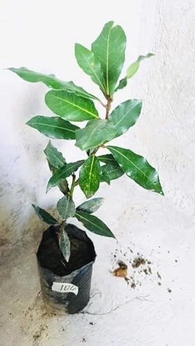Bay Leaf Live Plant 8-12 inch Sweet Bay Laurel Laurus Nobilis Herb Tree for Indoor Outdoor Growing