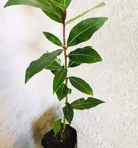 Bay Leaf Live Plant 8-12 inch Sweet Bay Laurel Laurus Nobilis Herb Tree for Indoor Outdoor Growing