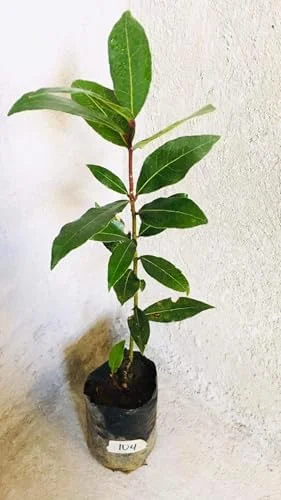 Bay Leaf Live Plant 8-12 inch Sweet Bay Laurel Laurus Nobilis Herb Tree for Indoor Outdoor Growing