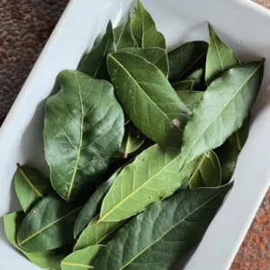 Bay Leaf Plant Live Laurus Nobilis - 1 Year Old Sweet Bay Tree, 4 inch Pot, Indoor Outdoor Ready to Plant