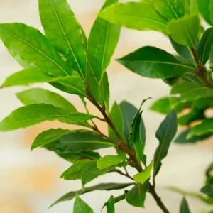 Bay Leaf Plant Live Laurus Nobilis - 1 Year Old Sweet Bay Tree, 4 inch Pot, Indoor Outdoor Ready to Plant