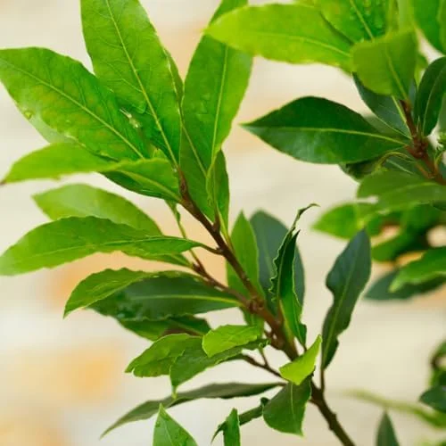 Bay Leaf Plant Live Laurus Nobilis - 1 Year Old Sweet Bay Tree, 4 inch Pot, Indoor Outdoor Ready to Plant