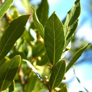 Bay Leaf Plant Live Laurus Nobilis - 1 Year Old Sweet Bay Tree, 4 inch Pot, Indoor Outdoor Ready to Plant