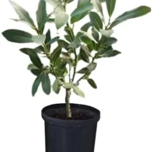 Bay Leaf Plant Live Laurus Nobilis - 1 Year Old Sweet Bay Tree, 4 inch Pot, Indoor Outdoor Ready to Plant