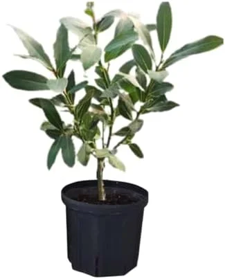 Bay Leaf Plant Live Laurus Nobilis - 1 Year Old Sweet Bay Tree, 4 inch Pot, Indoor Outdoor Ready to Plant