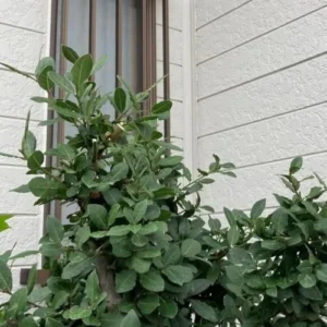 Bay Leaf Plant Live Laurus Nobilis - 1 Year Old Sweet Bay Tree, 4 inch Pot, Indoor Outdoor Ready to Plant