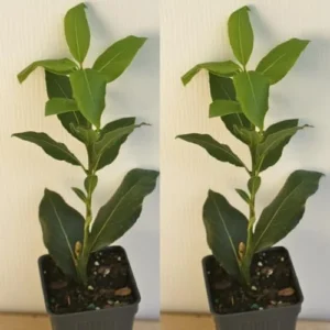 Bay Leaf Plant Live Laurus Nobilis - 1 Year Old Sweet Bay Tree, 4 inch Pot, Indoor Outdoor Ready to Plant