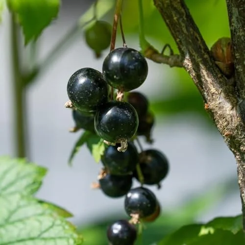 Black Currant Bush Live Plant 5-9 Inc Tall Berry Tree 1 Year Bare Root