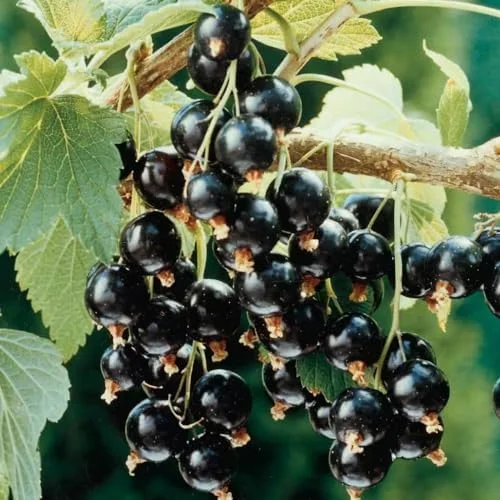 Black Currant Bush Live Plant 5-9 Inc Tall Berry Tree 1 Year Bare Root