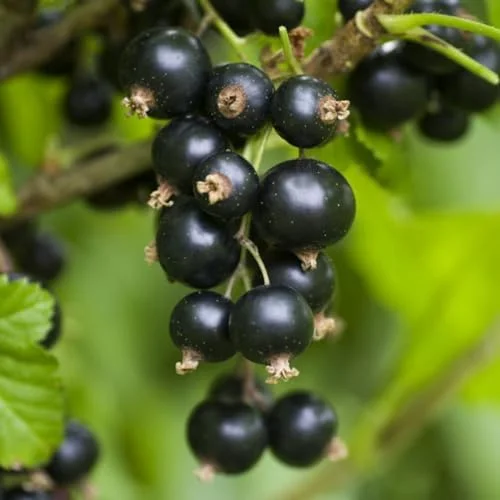 Black Currant Bush Live Plant 5-9 Inc Tall Berry Tree 1 Year Bare Root