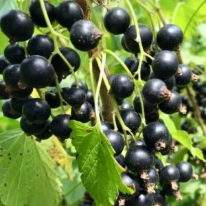 Black Currant Bush Live Plant 5-9 Inc Tall Berry Tree 1 Year Bare Root