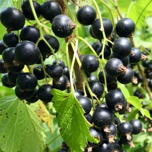 Black Currant Bush Live Plant 5-9 Inc Tall Berry Tree 1 Year Bare Root