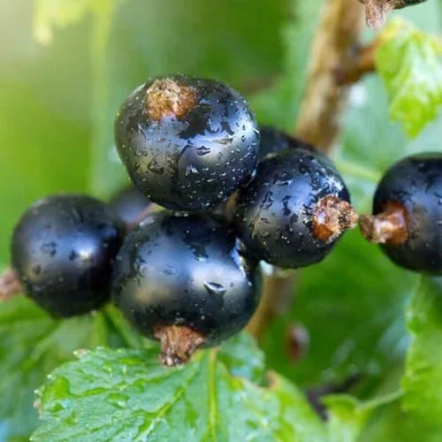 Black Currant Bush Live Plant 5-9 Inc Tall Berry Tree 1 Year Bare Root