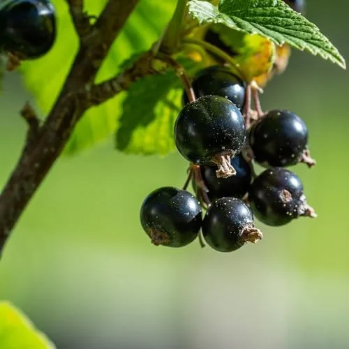 Black Currant Bush Live Plant 5-9 Inc Tall Berry Tree 1 Year Bare Root