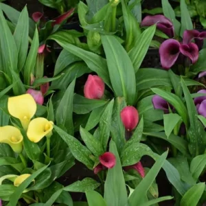 Calla Lily Bulbs for Planting Mixed Colors Large Flower Plants Spring Garden Bag of 5