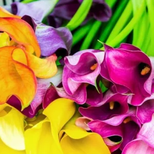 Calla Lily Bulbs for Planting Mixed Colors Large Flower Plants Spring Garden Bag of 5