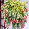 Cotyledon Pendens Succulent Live Plant Trailing Houseplant 2 Inch Pot Small Succulent