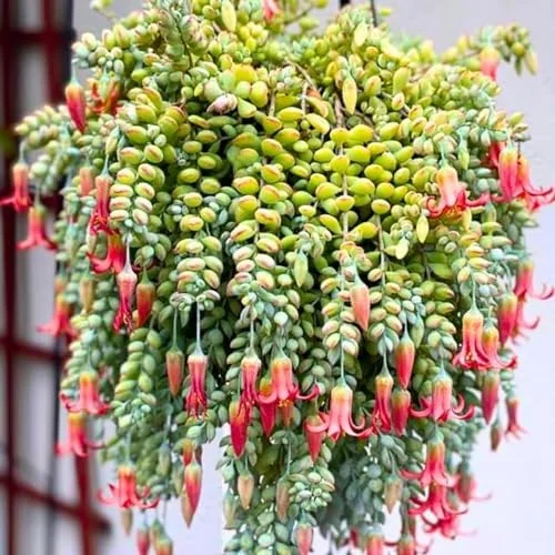 Cotyledon Pendens Succulent Live Plant Trailing Houseplant 2 Inch Pot Small Succulent