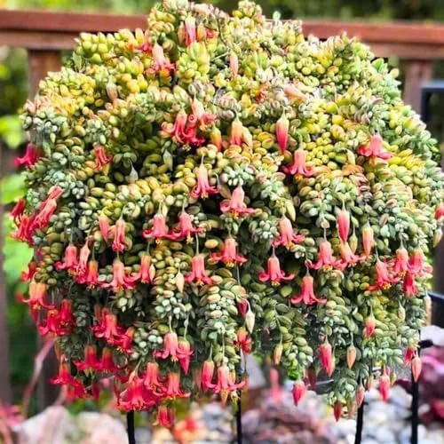 Cotyledon Pendens Succulent Live Plant Trailing Houseplant 2 Inch Pot Small Succulent
