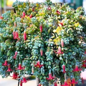 Cotyledon Pendens Succulent Live Plant Trailing Houseplant 2 Inch Pot Small Succulent