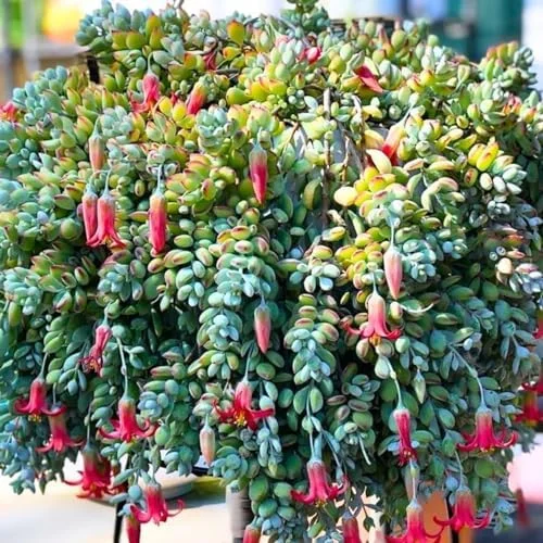 Cotyledon Pendens Succulent Live Plant Trailing Houseplant 2 Inch Pot Small Succulent