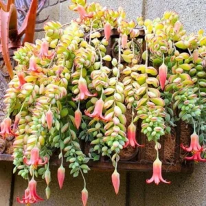 Cotyledon Pendens Succulent Live Plant Trailing Houseplant 2 Inch Pot Small Succulent