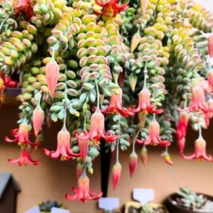 Cotyledon Pendens Succulent Live Plant Trailing Houseplant 2 Inch Pot Small Succulent