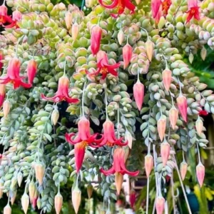 Cotyledon Pendens Succulent Live Plant Trailing Houseplant 2 Inch Pot Small Succulent
