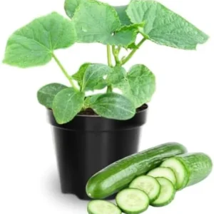 Cucumber Plants Live 2 Pack Green 4 Inch Pot Starter Plants for Garden