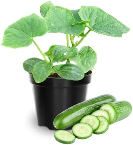 Cucumber Plants Live 2 Pack Green 4 Inch Pot Starter Plants for Garden
