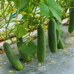 Cucumber Plants Live 2 Pack Green 4 Inch Pot Starter Plants for Garden