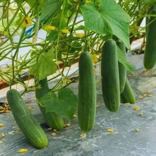Cucumber Plants Live 2 Pack Green 4 Inch Pot Starter Plants for Garden