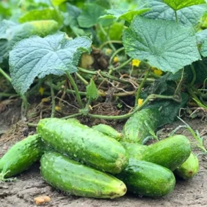 Cucumber Plants Live 2 Pack Green 4 Inch Pot Starter Plants for Garden