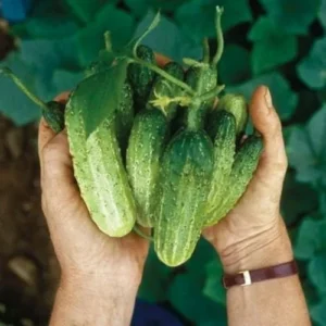 Cucumber Plants Live 2 Pack Green 4 Inch Pot Starter Plants for Garden
