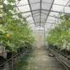 Cucumber Plants Live - Set of 2 Green Starter Plants, 3-5" Tall, 4" Pot, Easy Outdoor Growing